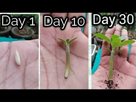 How to Grow Adenium Seeds with 100% Result || Desert Rose seeds Germination with all Updates