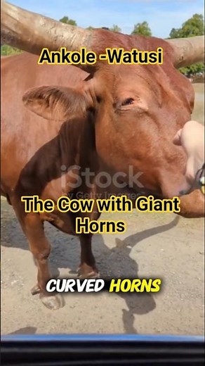 Ankole-Watusi: The Cow with Giant Horns! 🐄😲