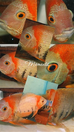 🔥 Amazing Red Shoulder Severum Fish Family! #fish #aquarium #severum #tank#monster