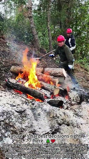 Burning Trees to Save the Forest 🔥🌲