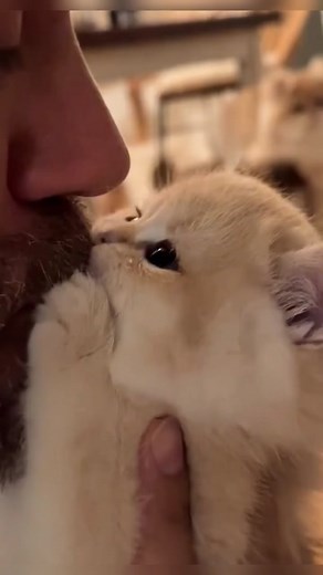 A cute kitten #trending #cat #cute #kitten #fyp