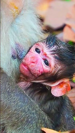 Tiny Baby Monkey Just Born Today So Cute & Heartwarming