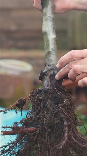 The importance of the root collar when planting your trees and shrubs 🌳