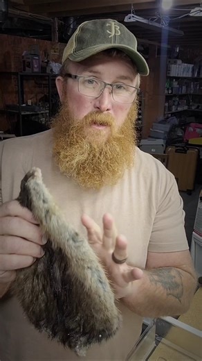 MUSKRAT PELT TANNING (salt brine) #furtanning #hidetanning #fur #pelt #muskrat #short #shorts
