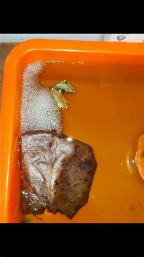 Fighter Fish breeding Day 1 #trending #cricket #follow