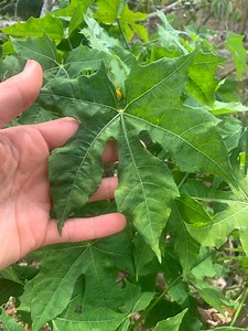 50 Maple Leaf Chaya Cuttings - Etsy
