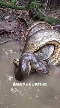 勇闖亞馬遜雨林 #亞馬遜雨林#神奇動物在#森蚺