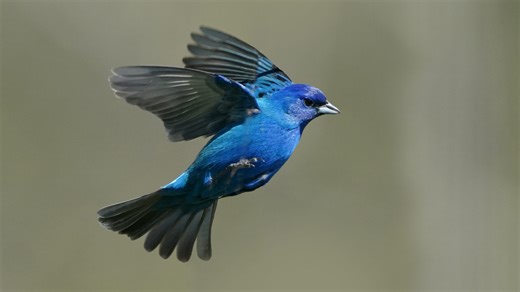 The simple swaps you can make to keep migrating birds safe this spring