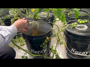 How to Hydroponic Tomatoes at Home, Indoor Hydroponic tomatoes / Easy DIY Hydroponics