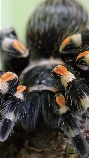 Smile and Learn, children's education, song, numbers, counting