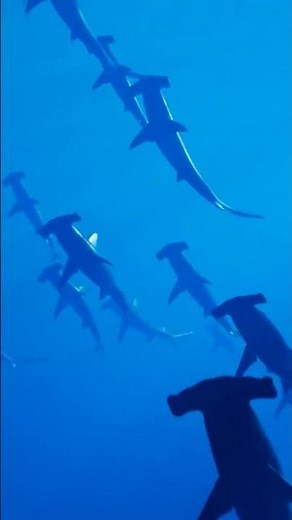360-Degree Vision and Electric Sensors: The Incredible Abilities of the Hammerhead Shark