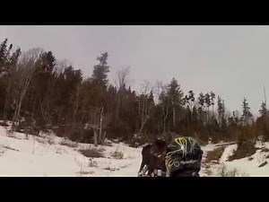 Snowmobiler moose attack in Jackman, Maine