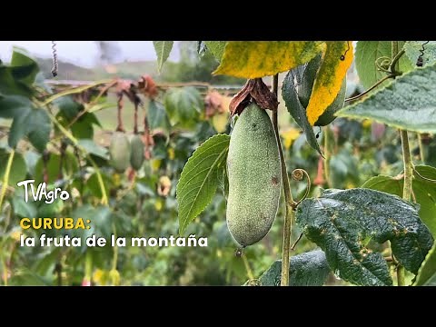 Curuba: the fruit of the mountains - TvAgro by Juan Gonzalo Angel