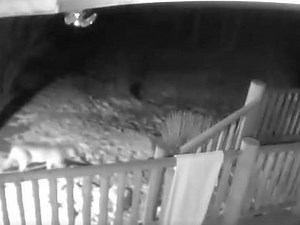 Video: Mountain Lion Takes Stroll Through Yard In Boulder