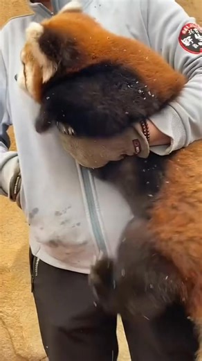 1.4K views · 27 reactions | Red panda playing around, so cute! #Playful #RedPanda | Pet Hilarity | Facebook