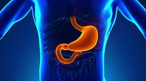 Anatomy Human Stomach Medical X-ray Scan Stock Footage Video (100% Royalty-free) 9878630 | Shutterstock