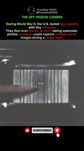 The Spy Pigeon Camera of WW2