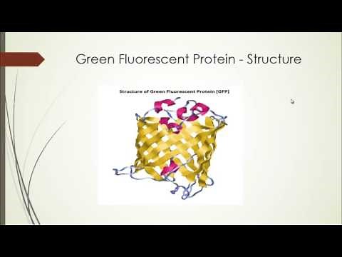 Green Fluorescent Protein [GFP]