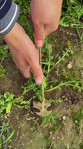 The Easiest Way to Remove Deep-Rooted Weeds! 🌱