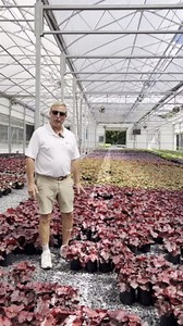 Heuchera micrantha 'Palace Purple' (Coral Bells)