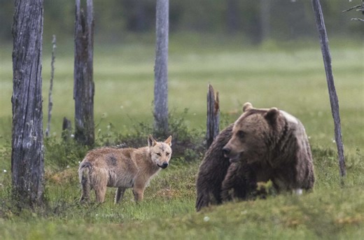 Nature is Metal: Grizzly Bear Vs. Pack of Wolves
