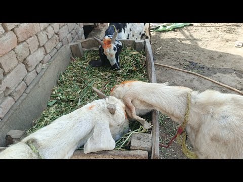 Hungry Goats Enjoying Fresh Grass | Cute Village Goats Grazing in Pakistan Countryside Nature