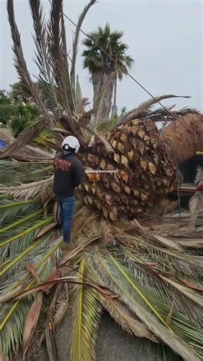 At Master Tree, every job is done with precision, safety, and care. Quality tree service you can trust. 🌳