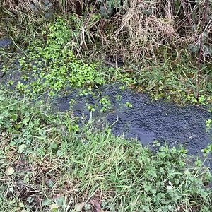 🌼An early sign spring is on its way #frogspawn 🐸Frog spawn is often found in well-vegetated, shaded, shallow ponds. As the eggs mature, clusters of spawn float to the surface! 🔎Did you know? Frogs are protected under Manx law (section 5) of the wildlife act. Please don’t disturb or remove frog spawn unless you have a license. 🔗More info can be found here: https://www.gov.im/about-the-government/departments/environment-food-and-agriculture/environment-directorate/ecosystem-policy-team/wildlif