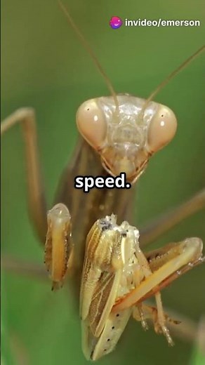 Epic Clash: Bee vs. Praying Mantis