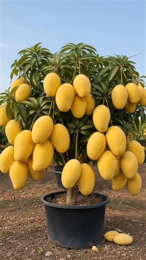 😱 Mini Mango Tree Full of Fruits 🥭 | Ghar Par Aise Ugaye Mango 🌱😍#shorts