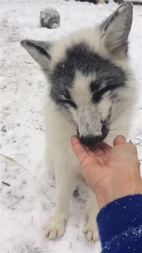 Long Island Game Farm | Meet Stanley and Yukon, our native Red Fox animal ambassadors. 🦊 These clever creatures play an important role in educating visitors about... | Instagram