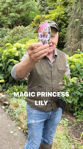 1.3K views · 15 reactions | Princess Lily “Magic”flowers non stop from June until November..perfect for pots or beds . Winter hardy and lasts for years. Available in webshop https://pergolanurseries.ecwid.com ALL IRELAND DELIVERY  32 Counties WEBSHOP https://pergolanurseries.ecwid.com Pergola Nurseries Garden Corner, Virginia,Co Cavan A gardeners oasis of quality plants Open Tuesday to Saturday 10.30-6 Open Sundays 2-6 | Pergola Nurseries Garden Corner | Facebook