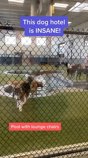 Luxury Dog Hotel Experience: Queen Size Bed, Flat Screen TV, and More!