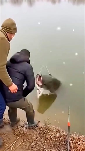 fish attack human 😲😲😲