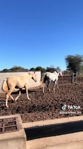 😍#farmlifeisthebestlife #agriculturetiktok #farmersdaughter #fyp #youngandfarming #viral #arabianhorses