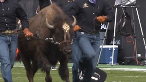 3…2…1…There goes Ralphie, into space with Laboratory for Atmospheric and Space Physics! CU Boulder’s living American bison mascot is famous for running Folsom Field during home football games. But Ralphie has also roamed where no other mascot has gone before—to the edges, even, of Earth’s solar system. Are you ready for tonight's space themed football game? 🌌 Get a sneak peek here ➡️ https://bit.ly/45txGdZ | University of Colorado Boulder