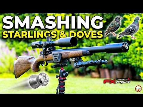 Smashing Starlings & Doves | FX DRS Classic Walnut | JSB Pellets | Airgun Pest Control