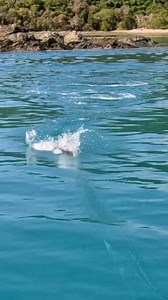A couple island giants! 🤯 I miss the clear skies and flat waters, surely it won’t be long… #fishing #bigfish #topwater #adventure | Bowly’s Fishing