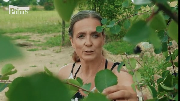 Muchovník je nenáročný keř plodící sladké ovoce. Na podzim se krásně vybarví