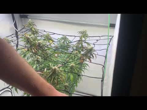 Grow Diary: SCROGGING