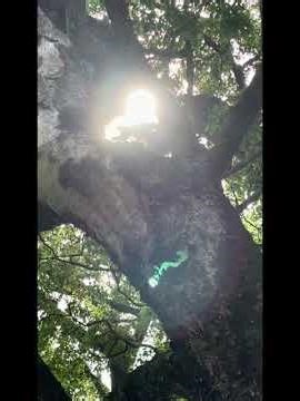 #神様 #神社 #龍神 #感謝 徳島県吉野川市にある「森藤の八大龍王」は、水の神様守護神”として信仰され、澄んだ湧き水でも知られています水の音、山の気配、そして龍王様の力を感じ自然と心を清められる場所
