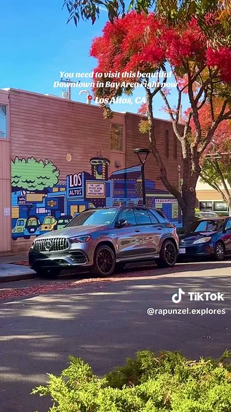 : Peak fall colors in Downtown Los Altos in the Bay Area🍁 Park on State St or Main St and enjoy the most gorgeous fall walk! 📍Los Altos, CA #sfbayarea #bayarea #losaltos #bayareafall #creatorsearchinsights