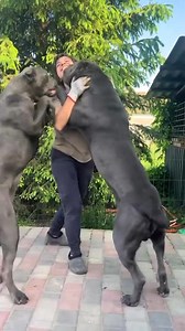 2.4M views · 40K reactions | Lez 3 races de chiens les plus dangereuses au monde | Madame Camilla | Facebook