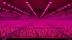 Futuristic Food: Changing the way we grow and farm