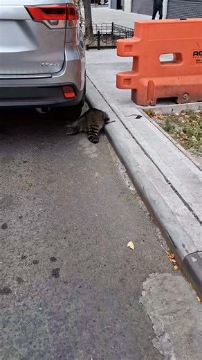 911 and the Animal Control Center were called Bishop Al Archie 7pm tonight on you tube Precious Season 3. On you tube ty | Denise Smith