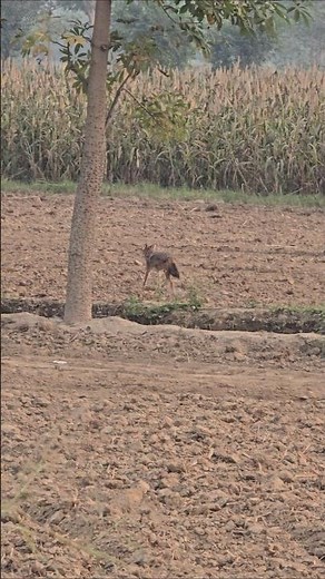 Predator Control to Protect Farm Birds | Jackal Pest Control #coyote