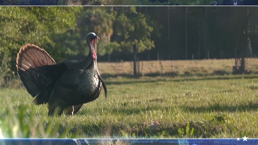 1.5K views · 61 reactions | Today on Wildlife Nation, Jeff Corwin heads to the Sunshine State to meet some local winged warriors along with our partners at Miccosukee Tribe of Indians of Florida! Check your local ABC station listings for air times near you. 旅 ☀️ | Wildlife Nation | Facebook