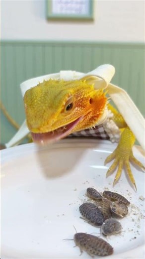 Bearded dragon, amazing creatures on what do bearded dragons eat, reptiles, lizards