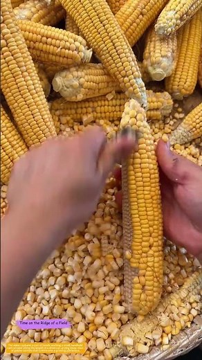 Kernel by Kernel: How a Tiny Blade Separates Corn from Its Core