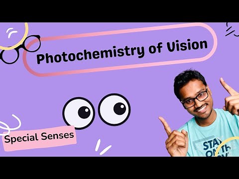 Photochemistry of Vision - Retinal Visual Cycle